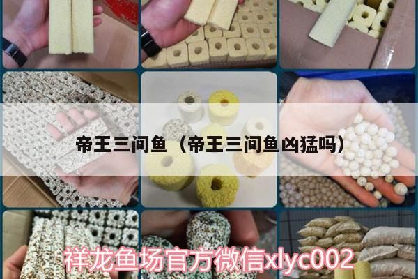 帝王三間魚(yú)（帝王三間魚(yú)兇猛嗎）（帝王三間魚(yú)兇猛嗎）
