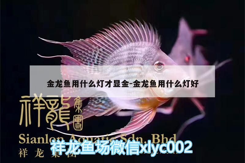 金龍魚用什么燈才顯金:金龍魚用什么燈好（金龍魚用什么燈好）
