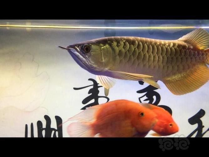 給我一張寶石金龍魚的照片（寶石金龍魚（紅尾金龍魚））