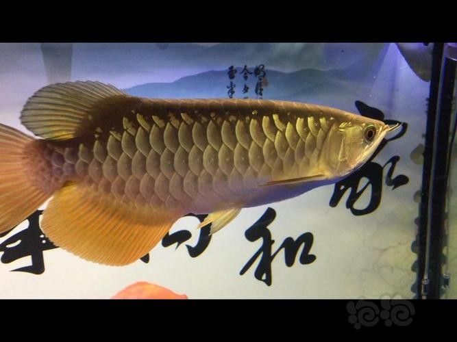 給我一張寶石金龍魚的照片（寶石金龍魚（紅尾金龍魚））