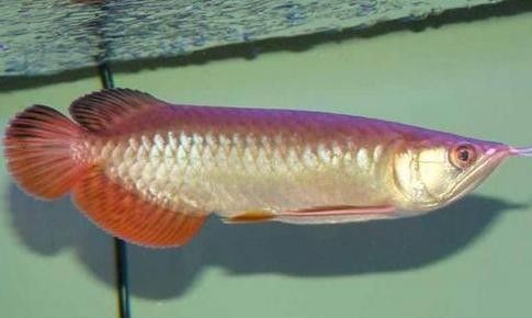 給我一張寶石金龍魚的照片（寶石金龍魚（紅尾金龍魚））