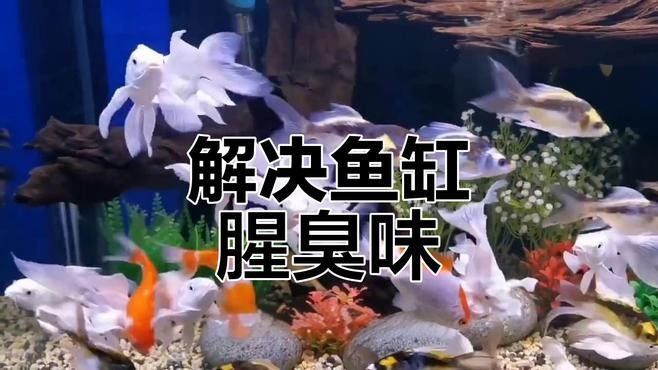 藍帆變色龍魚繁殖后如何護理（藍帆變色龍魚繁殖后的護理）