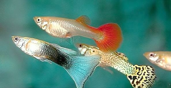 藍帆變色龍魚繁殖后如何護理（藍帆變色龍魚繁殖后的護理）