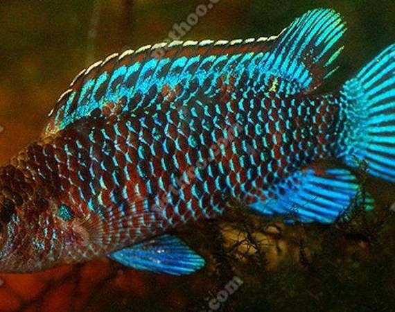 藍帆變色龍魚繁殖后如何護理（藍帆變色龍魚繁殖后的護理）