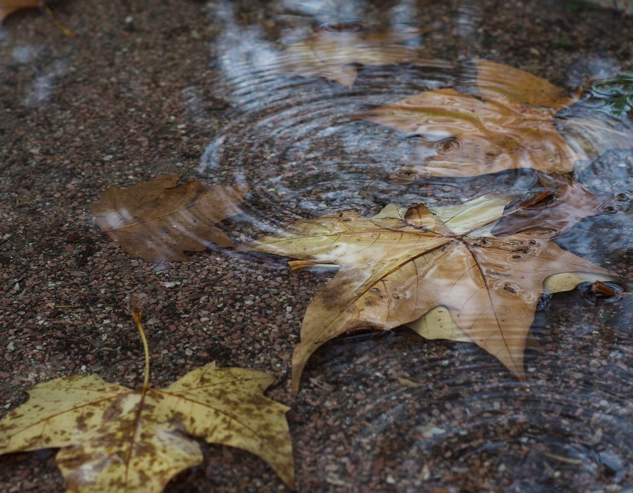 雷龍魚吃飽就飄水面上（雷龍魚漂水面）（雷龍魚吃飽后漂浮在水面上，）