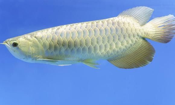 成都哪個水族館龍魚好？祥龍魚場龍魚（成都浩海立方海洋館龍魚品種祥龍魚場紅龍怎么樣） 成都哪個水族館龍魚好？祥龍魚場龍魚（成都浩海立方海洋館龍魚品種祥龍魚場紅龍怎么樣） 龍魚百科 第6張