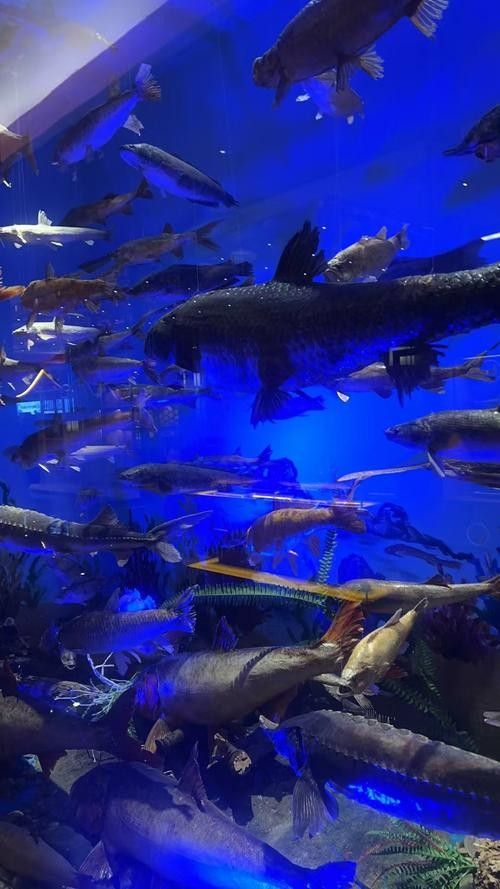 成都哪個水族館龍魚好？祥龍魚場龍魚（成都浩海立方海洋館龍魚品種祥龍魚場紅龍怎么樣） 成都哪個水族館龍魚好？祥龍魚場龍魚（成都浩海立方海洋館龍魚品種祥龍魚場紅龍怎么樣） 龍魚百科 第4張