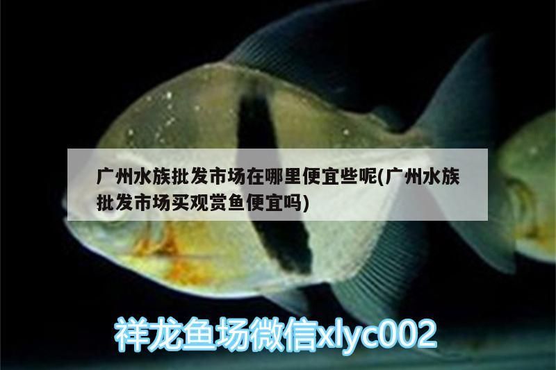 廣州水族批發(fā)市場(chǎng)在哪里便宜些呢(廣州水族批發(fā)市場(chǎng)買觀賞魚便宜嗎)（廣州水族批發(fā)市場(chǎng)）