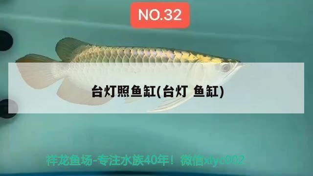 小型魚 臺燈照魚缸(臺燈魚缸)(臺燈照魚缸里的燈用什么燈用什么燈) 觀賞魚百科 臺燈照魚缸(臺燈魚缸)(臺燈照魚缸里的燈用什么燈用什么燈) 臺燈照魚缸(臺燈魚缸)(臺燈照魚缸里的燈用什么燈用什么燈) 觀賞魚百科