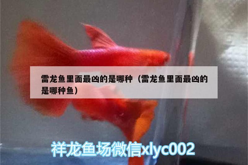 雷龍魚里面最兇的是哪種（雷龍魚里面最兇的是哪種魚）（雷龍魚里面最兇的是哪種魚）