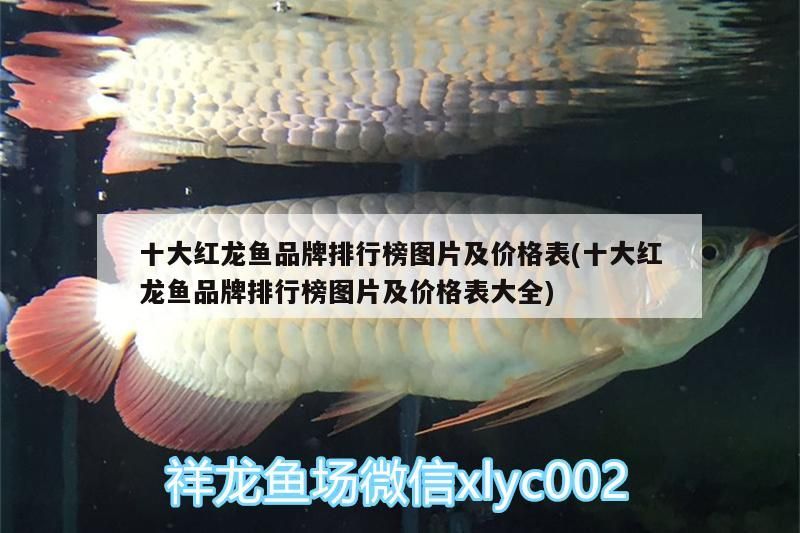 十大紅龍魚品牌排行榜圖片及價格表(十大紅龍魚品牌排行榜圖片及價格表大全)（十大紅龍魚品牌排行榜圖片及價格表）