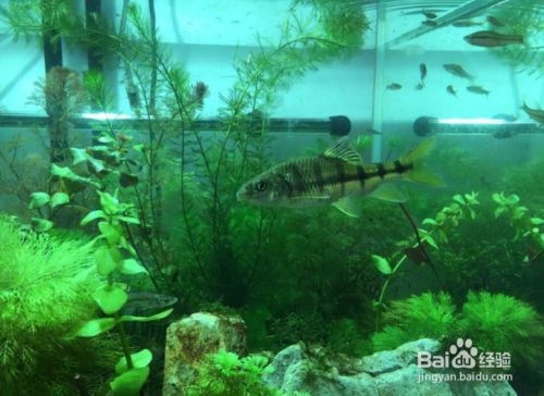 新手如何選擇水族箱(水族箱怎么選擇)（新手如何選擇水族箱） 新手如何選擇水族箱(水族箱怎么選擇)（新手如何選擇水族箱） 觀賞魚百科