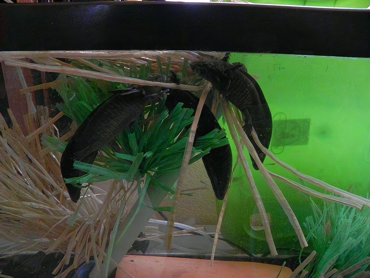 如何辨別晉江龍魚的品種和品相，如何辨別晉江龍魚的品種與品相