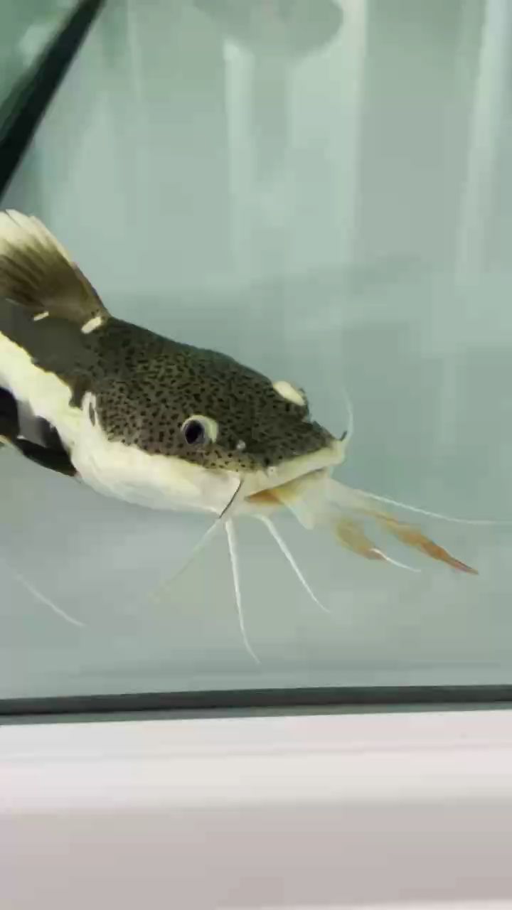 這個魚在它嘴里兩天了（“這個魚在它嘴里兩天了”可能是一個比喻或隱喻的持續）
