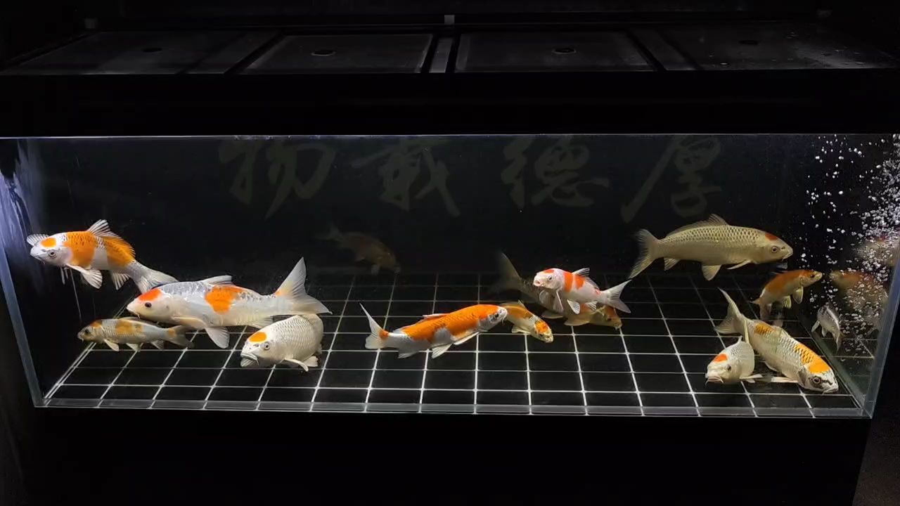 孔雀缸（關于孔雀缸的一些要點）
