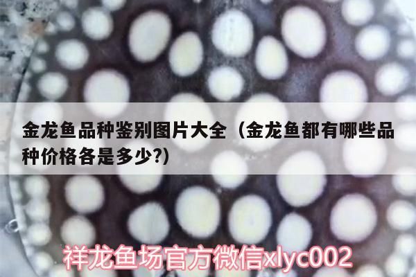 金龍魚品種鑒別圖片大全（金龍魚都有哪些品種價格各是多少?）（金龍魚品種鑒別圖片大全）