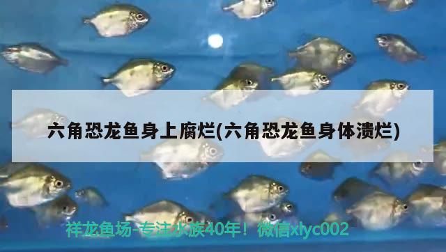 六角恐龍魚身上腐爛(六角恐龍魚身體潰爛)（六角恐龍魚身上爛了怎么辦） 六角恐龍魚身上腐爛(六角恐龍魚身體潰爛)（六角恐龍魚身上爛了怎么辦） 觀賞魚百科