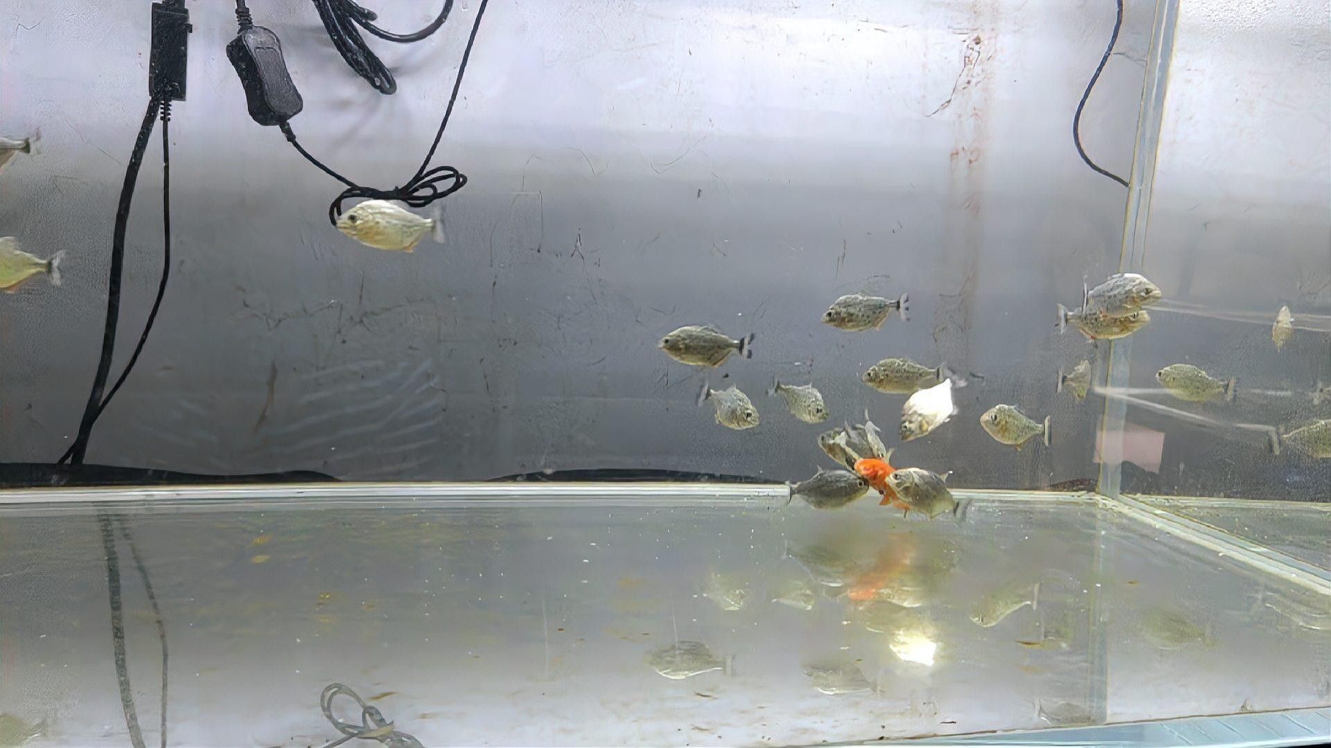 紅腹水虎混養需要隔離嗎？（關于紅腹水虎混養的幾點建議）