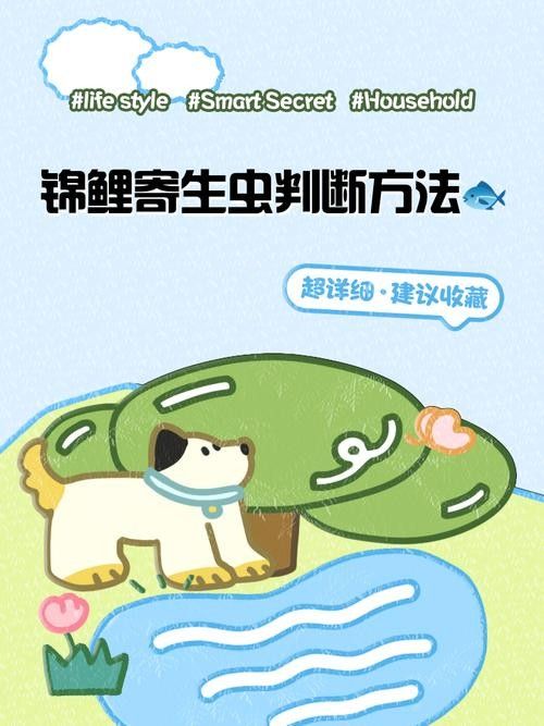 如何預防龍魚和錦鯉的常見疾病（嗶哩嗶哩嗶哩盤點夏季錦鯉容易出現的四大細菌性魚病）