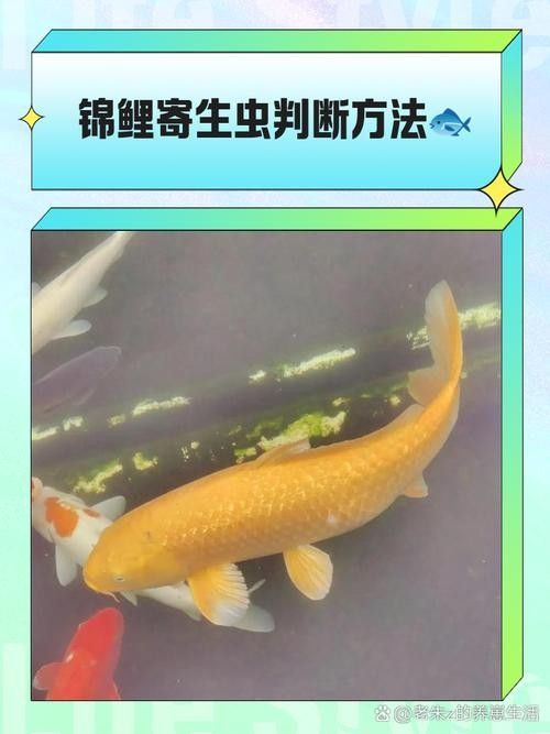如何預防龍魚和錦鯉的常見疾病（嗶哩嗶哩嗶哩盤點夏季錦鯉容易出現的四大細菌性魚病）