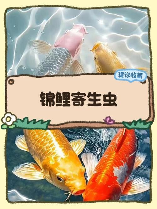 如何預防龍魚和錦鯉的常見疾病（嗶哩嗶哩嗶哩盤點夏季錦鯉容易出現的四大細菌性魚病）