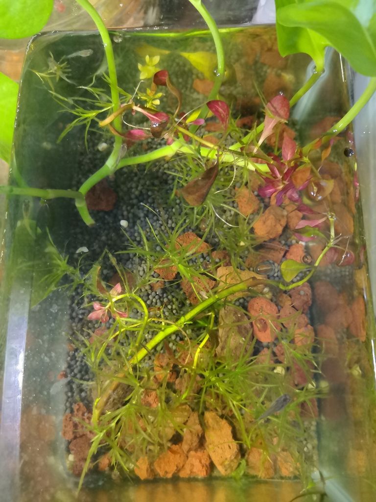 新手開缸（新手開缸指南）