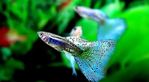 再給我推薦幾種混養魚（孔雀魚可以和黑尾大勾混養嗎）