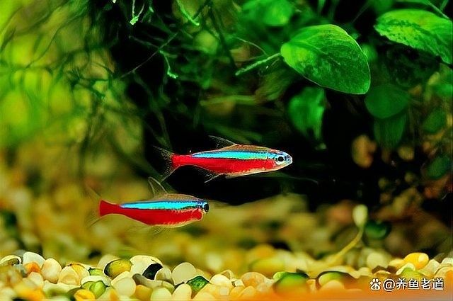 龍魚(yú)水霉病會(huì)復(fù)發(fā)嗎（龍魚(yú)水霉病復(fù)發(fā)可控，但需綜合治療與長(zhǎng)期管理）