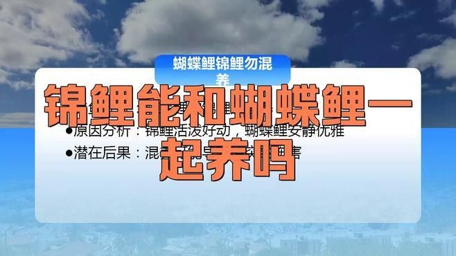 蝴蝶鯉和錦鯉可以混養(yǎng)嗎？（蝴蝶鯉可以和錦鯉混養(yǎng)嗎）