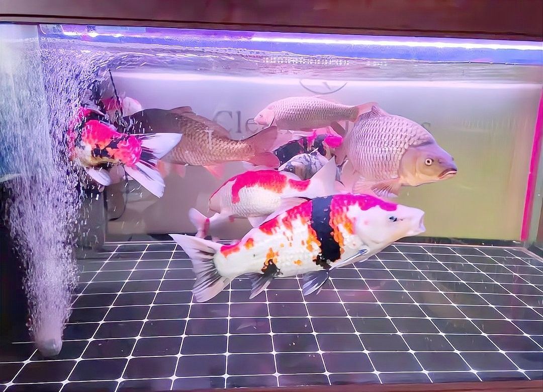 蝴蝶鯉和錦鯉可以混養嗎？（蝴蝶鯉可以和錦鯉混養嗎）