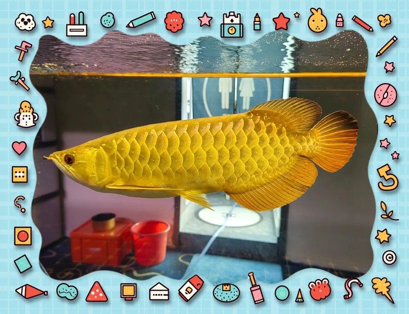 如何區分紅龍魚和金龍魚？（紅龍魚和金龍魚的區別）