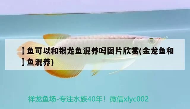 龍魚缸過濾系統安裝圖(龍魚魚缸過濾系統圖解)（祥龍魚缸過濾系統安裝圖解龍魚缸過濾系統安裝圖解）