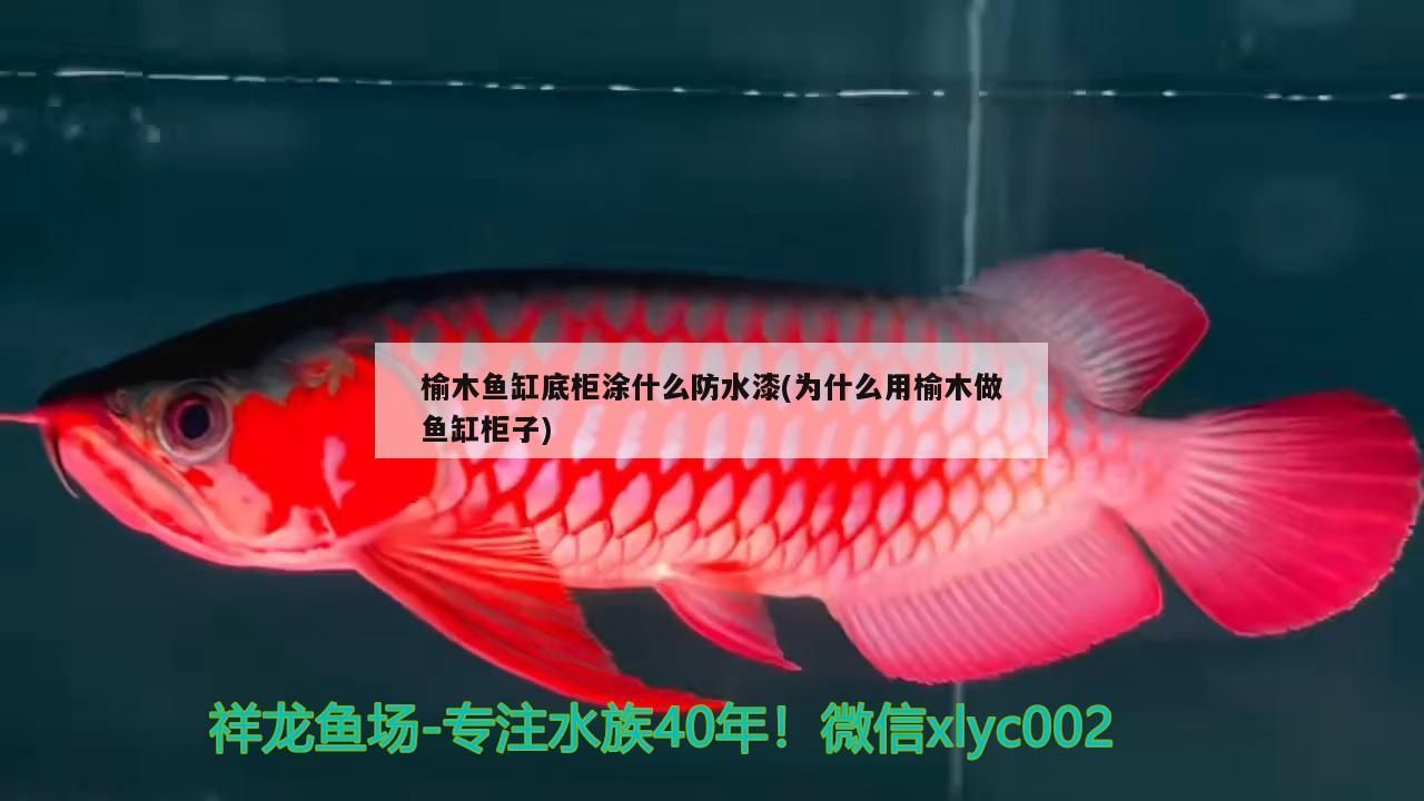 榆木魚缸底柜涂什么防水漆(為什么用榆木做魚缸柜子)（榆木魚缸底柜涂什么防水漆）
