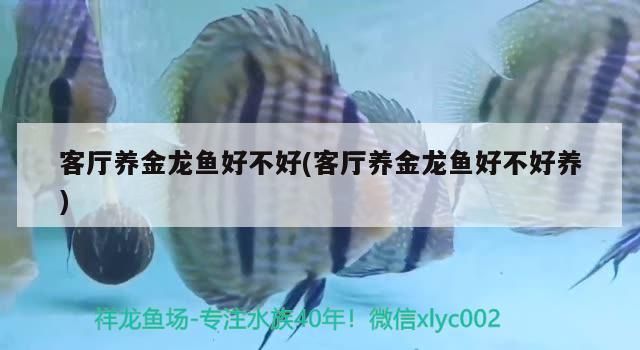 客廳養金龍魚好不好(客廳養金龍魚好不好養)（客廳養金龍魚好不好，養金龍魚好嗎，養金龍魚的注意事項）