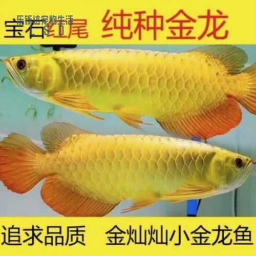 哪里可以找到高清的藍底過背金龍魚圖片（如何找到高清的藍底過背金龍魚圖片） 哪里可以找到高清的藍底過背金龍魚圖片（如何找到高清的藍底過背金龍魚圖片） 龍魚百科 第15張
