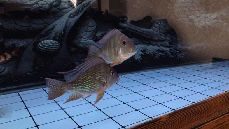58同城上如何找到龍魚批發商？（58同城上如何找到龍魚批發商） 58同城上如何找到龍魚批發商？（58同城上如何找到龍魚批發商） 龍魚百科 第5張