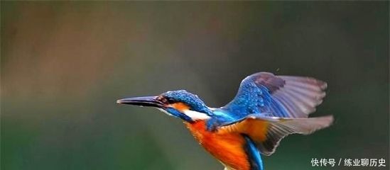 赤荔鳳冠魚(yú)的飼養(yǎng)（赤荔鳳冠魚(yú)和什么魚(yú)混養(yǎng)）