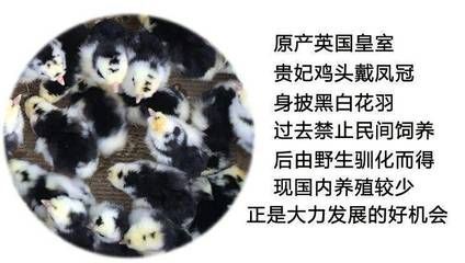 赤荔鳳冠魚(yú)的飼養(yǎng)（赤荔鳳冠魚(yú)和什么魚(yú)混養(yǎng)）