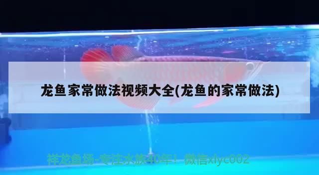 龍魚家常做法視頻大全(龍魚的家常做法)（龍魚家常做法視頻大全） 龍魚家常做法視頻大全(龍魚的家常做法)（龍魚家常做法視頻大全） 觀賞魚百科