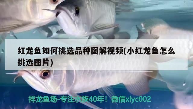 紅龍魚如何挑選品種圖解視頻(小紅龍魚怎么挑選圖片)（紅龍魚如何挑選及種圖解）