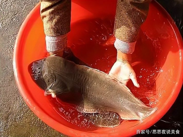 如何辨別真假龍利魚（如何辨別真假龍利魚？）
