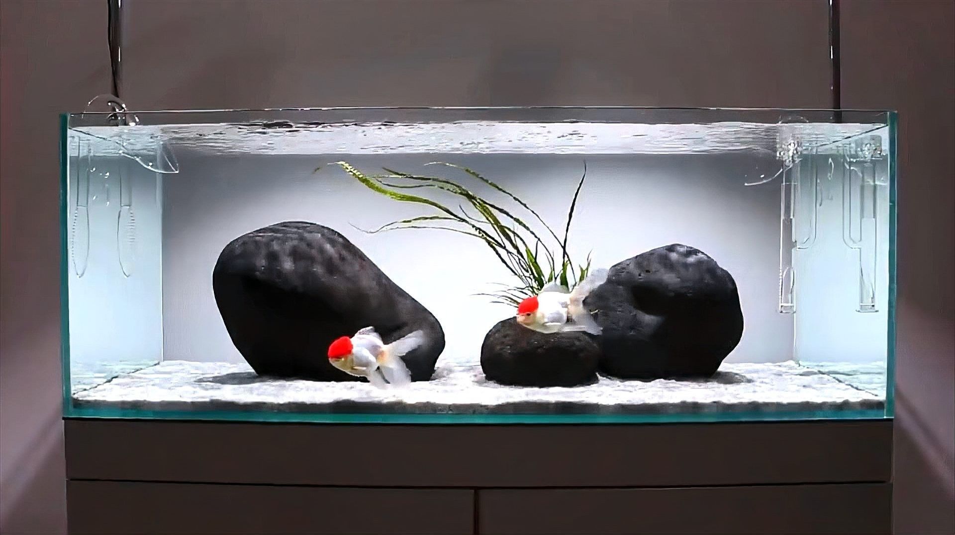 如何劃分魚(yú)缸的安全區(qū)域？（劃分魚(yú)缸安全區(qū)域的步驟）