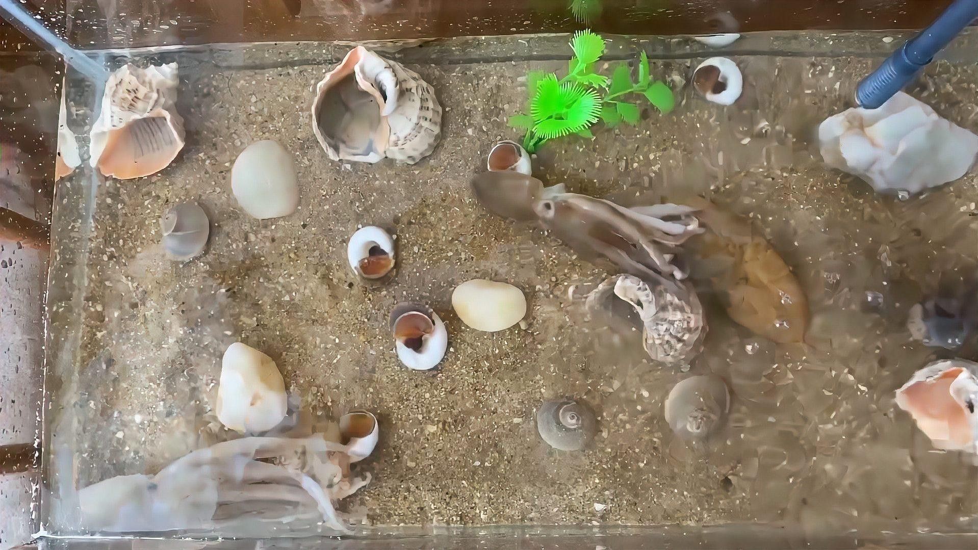 如何劃分魚(yú)缸的安全區(qū)域？（劃分魚(yú)缸安全區(qū)域的步驟）