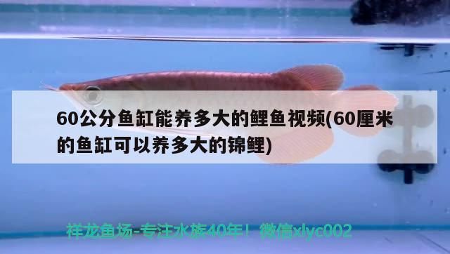 60公分魚缸能養多大的鯉魚視頻(60厘米的魚缸可以養多大的錦鯉)（60公分的魚缸能養多大的鯉魚視頻）