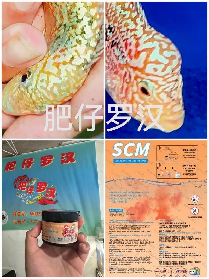 羅漢魚飼料哪個牌子最好？（羅漢魚飼料品牌哪個牌子好）