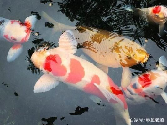 草繩恐龍魚繁殖方法（草繩恐龍魚的繁殖成功率是多少草繩恐龍魚的繁殖成功率是多少）