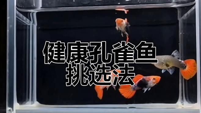 如何挑選健康的孔雀龍魚（10個關鍵點教你挑選出健康、活力充沛的孔雀龍魚）