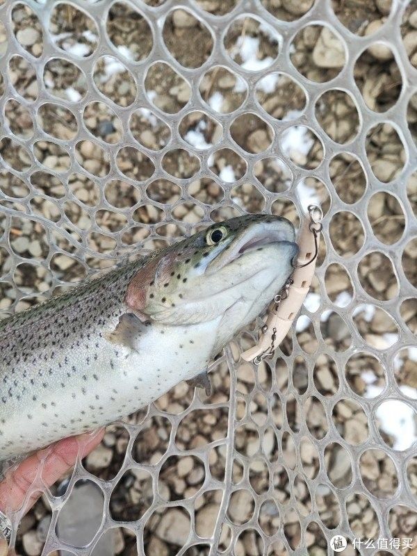 如何搭配使用金龍魚餌料？（如何正確搭配使用金龍魚餌料）