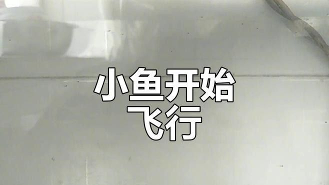 藍曼龍魚繁殖期如何照顧（曼龍魚的養殖與繁殖技巧全解析）