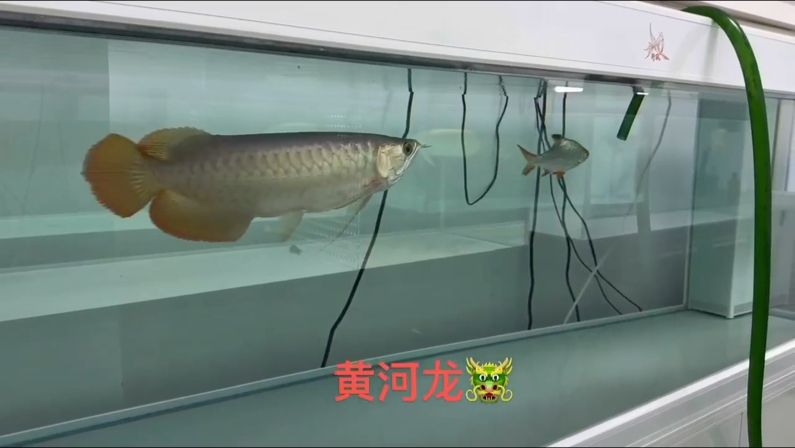 大骨骼體型，鈍頭，巨型扇尾。（大骨骼體型，鈍頭，巨型扇尾）